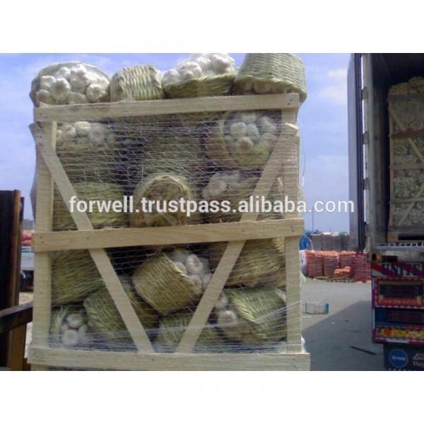 best price products china 2017 new crop pure white fresh garlic from egypt #1 image