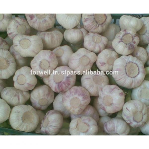 best price products china 2017 new crop pure white fresh garlic from egypt #2 image
