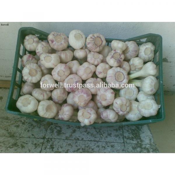 High Quality Best Price 100% Natural Egyption Fresh Super White Garlic #2 image