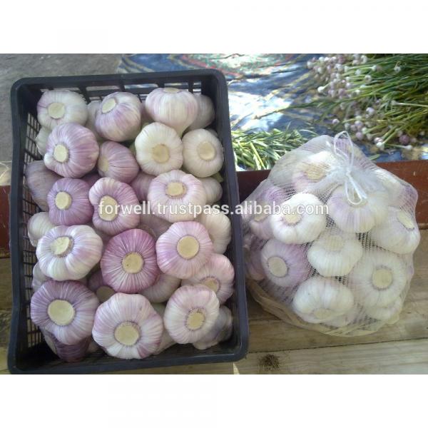 Hot sale Egyptian fresh garlic (Red, White) for export #2 image