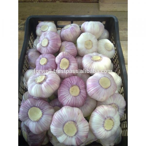 best price products china 2017 new crop pure white fresh garlic from egypt #4 image