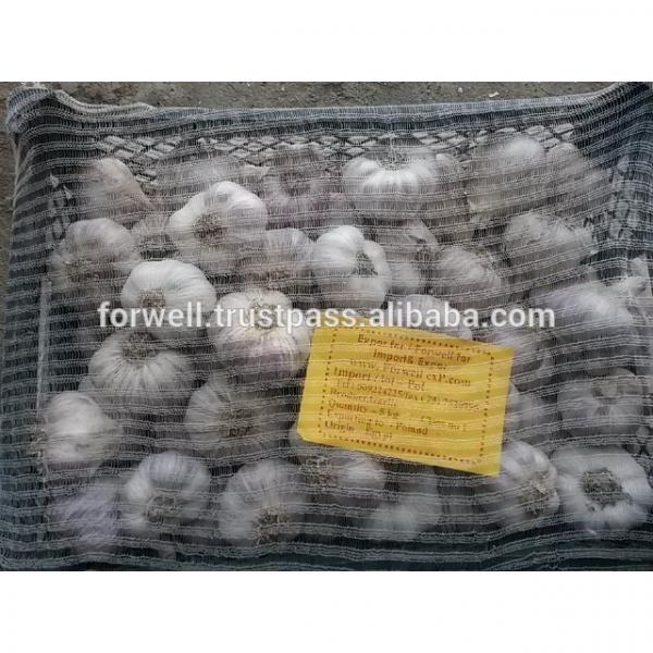 DRY GARLIC FROM EGYPT RED AND WHITE GOOD PRICE #1 image