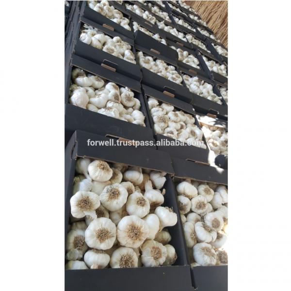 DRY GARLIC FROM EGYPT RED AND WHITE GOOD PRICE #4 image