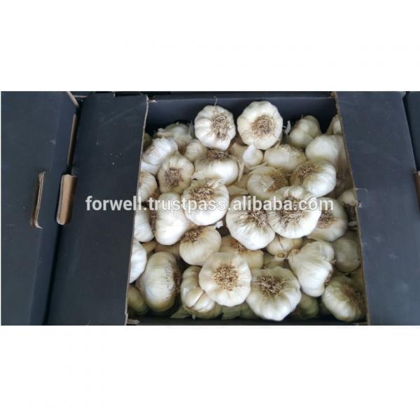 promotion Best Price Natural Chinese Fresh Red / white Garlic 2017 #6 image