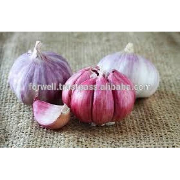 Takings Egyptian Garlic...dry garlic with best quality #1 image