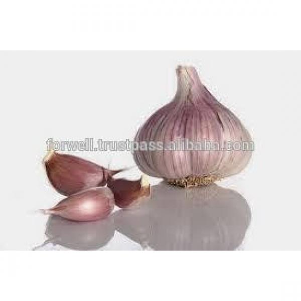 MODERN Fresh Egyptian Garlic #1 image