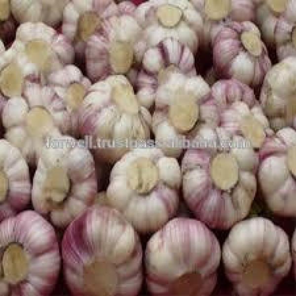 MODERN Fresh Egyptian Garlic #2 image
