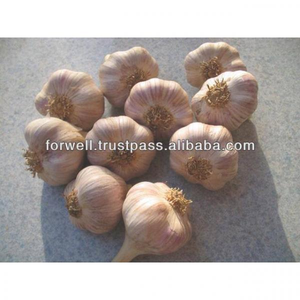 NOVEL Fresh Egyptian Garlic...NATURAL GARLIC #1 image