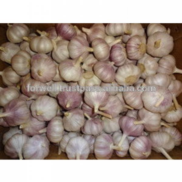 price special garlic ...best quality garlic...red white garlic #3 image