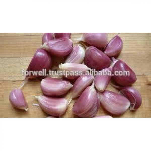 Participate output of egyptian dry garlic with good price/ red / yellow dry garlic #6 image