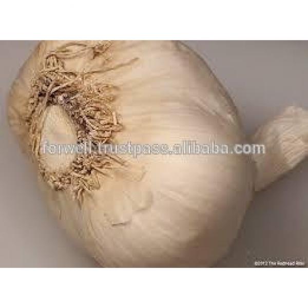 Participate output of egyptian dry garlic with good price/ red / yellow dry garlic #2 image