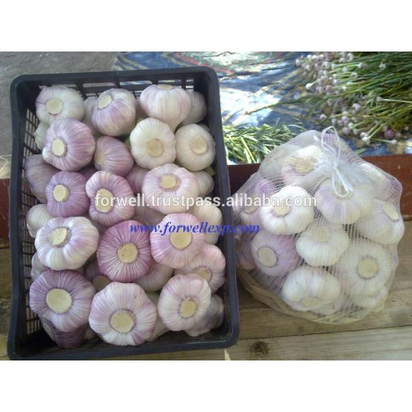 MODERN Fresh Egyptian Garlic #3 image
