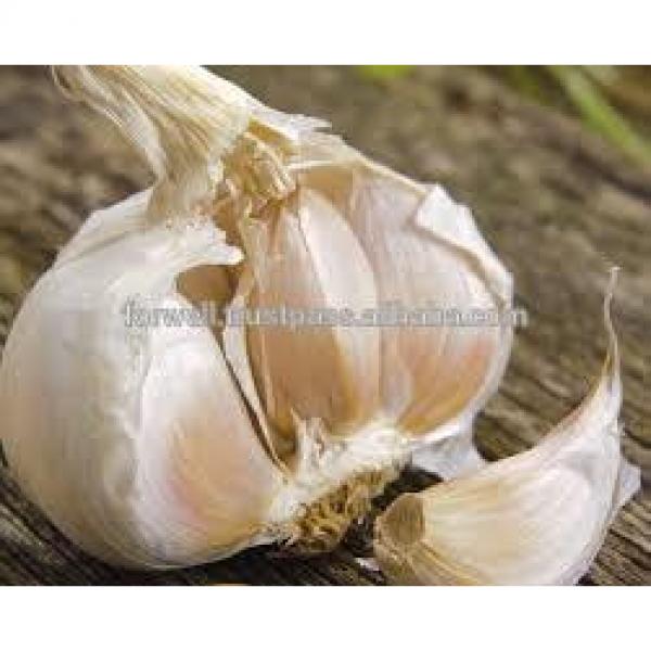 price special garlic ...best quality garlic...red white garlic #1 image