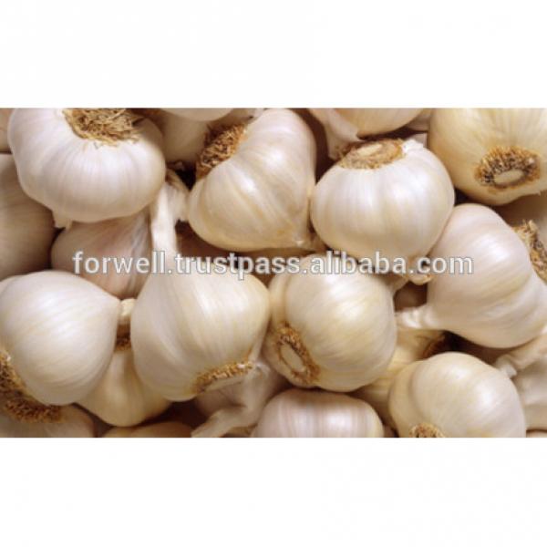 various Egyptian Garlic...DRY GARLIC...RED WHITE GARLIC #1 image