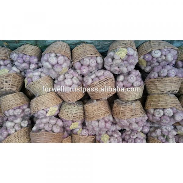 best price products china 2017 new crop pure white fresh garlic from egypt #6 image