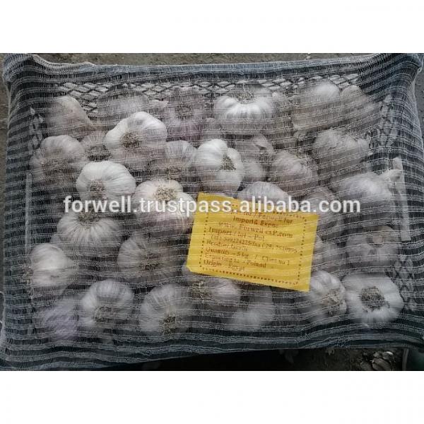 High Quality and Best Price Normal Fresh White Garlic #3 image
