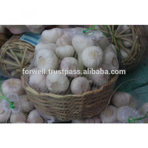 Garlic Type and Fresh Style fresh white garlic #5 image