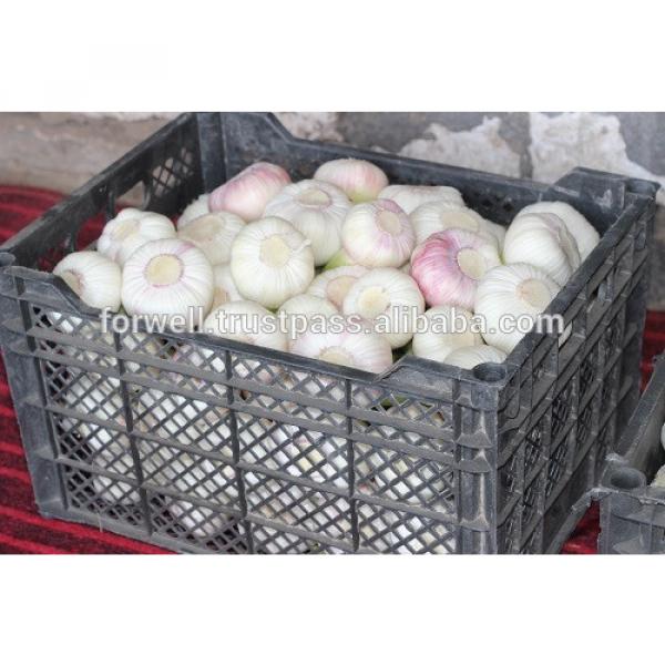 Best Price White Natural Fresh Garlic #1 image