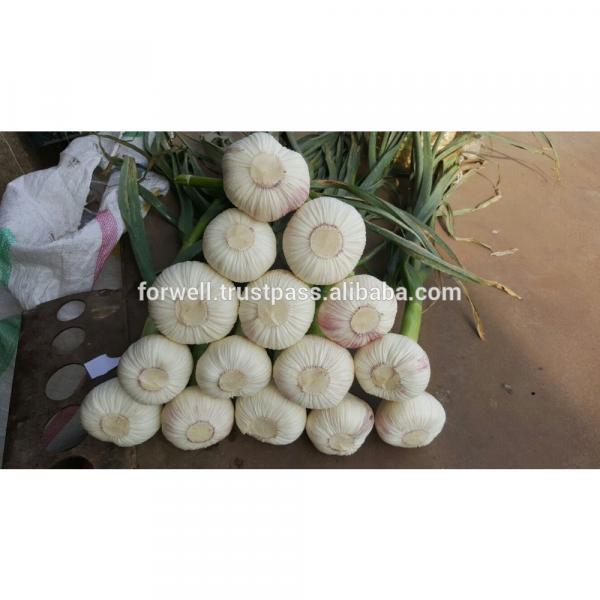 Best Price White Natural Fresh Garlic #5 image