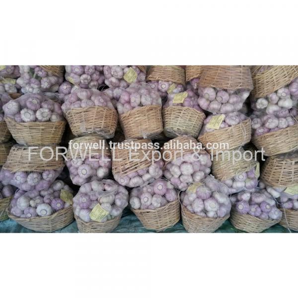 High Quality Best Price 100% Natural Egyption Fresh Super White Garlic #6 image