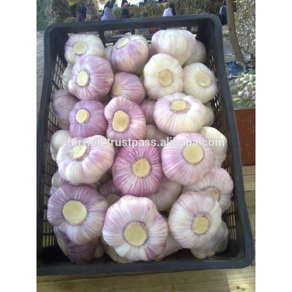 Hot sale Egyptian fresh garlic (Red, White) for export #4 image