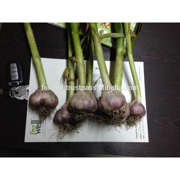 Hot sale Egyptian fresh garlic (Red, White) for export #6 image