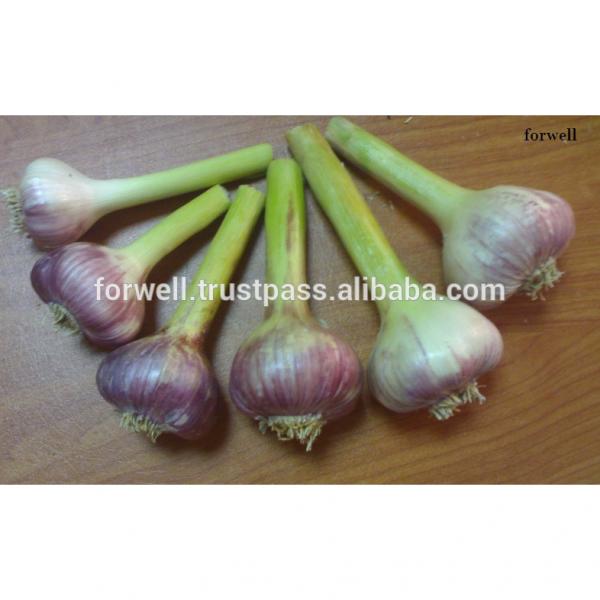 best price products china 2017 new crop pure white fresh garlic from egypt #5 image