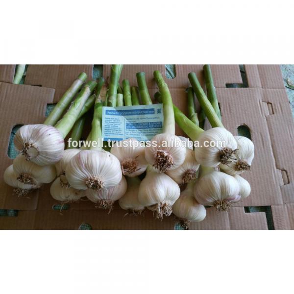 Best Price White Natural Fresh Garlic #2 image