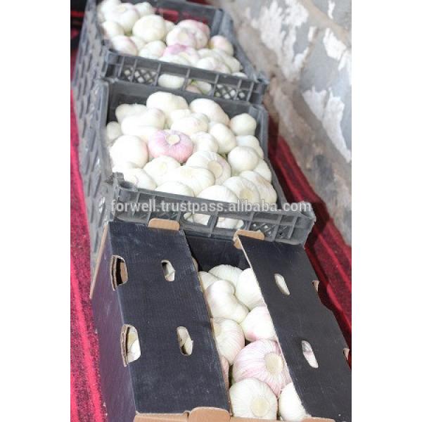 Best Price White Natural Fresh Garlic #3 image