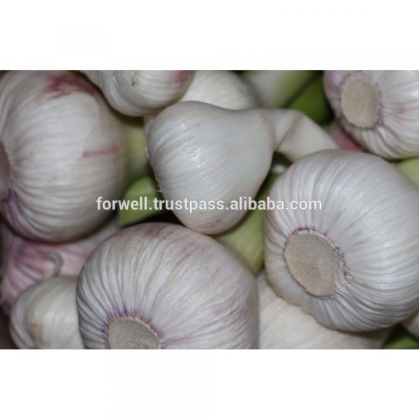 Forwell high quality Garlic New Season #2 image