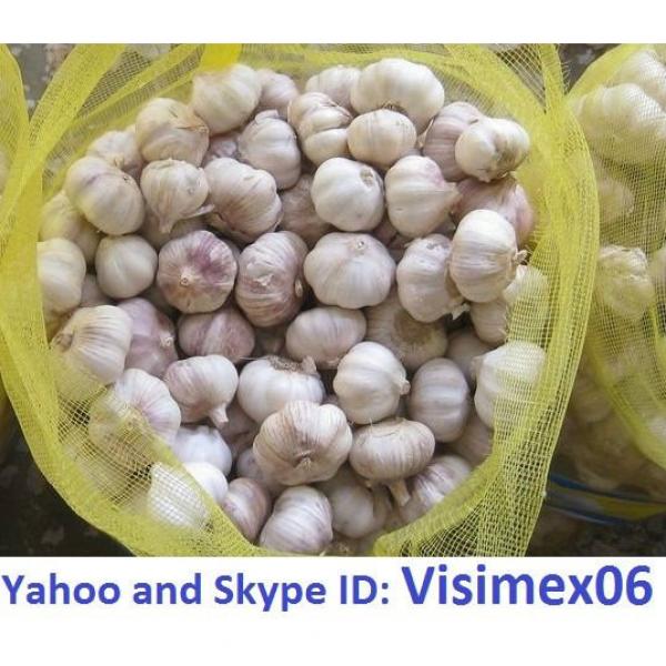 WHITE GARLIC (Skype&amp;Yahoo: visimex06) #1 image