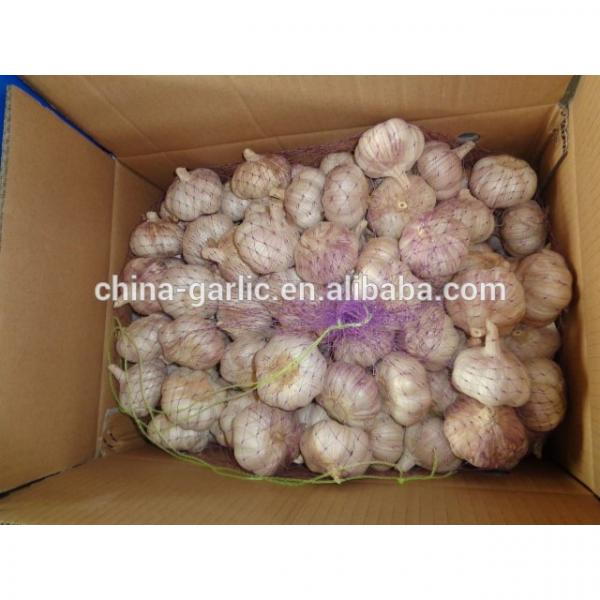 Chinese 2017 New Crop Fresh Garlic Price #3 image
