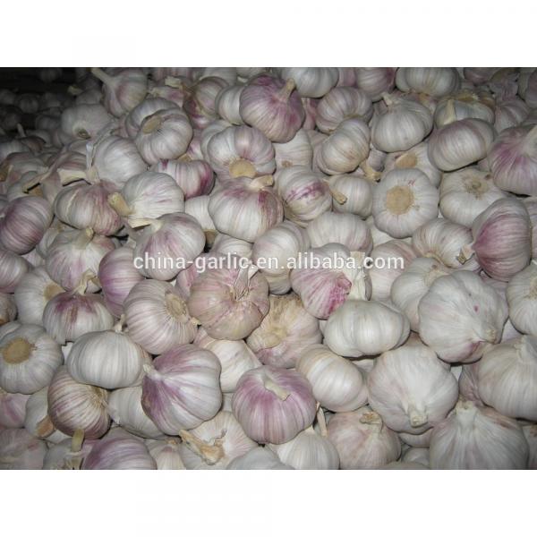 Chinese 2017 New Crop Fresh Garlic Price #4 image