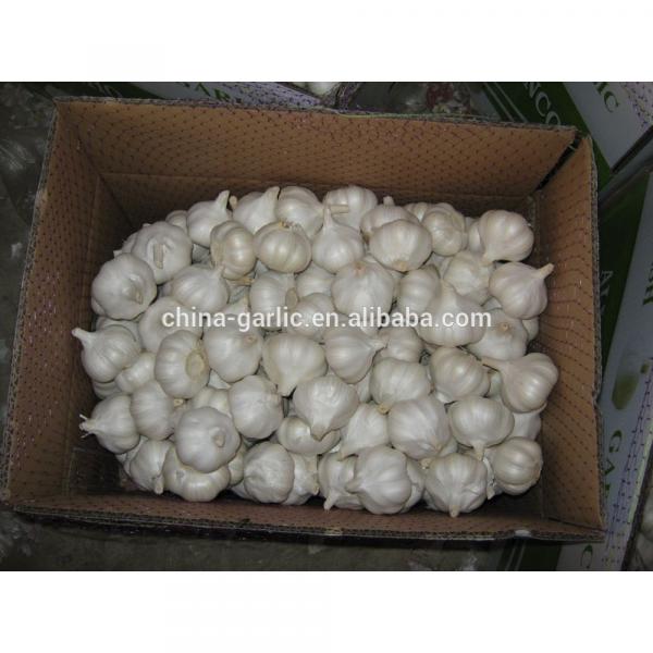 Chinese 2017 New Crop Fresh Garlic Price #6 image