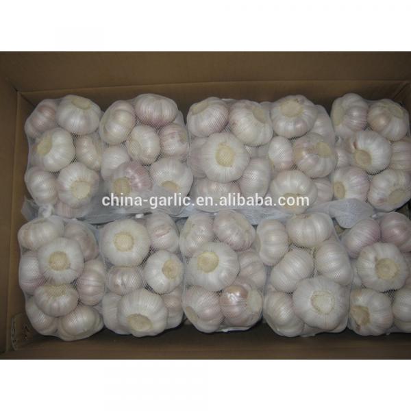 China cold storage fresh Garlic small packing good quality low price #1 image