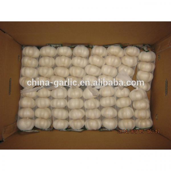 China cold storage fresh Garlic small packing good quality low price #4 image