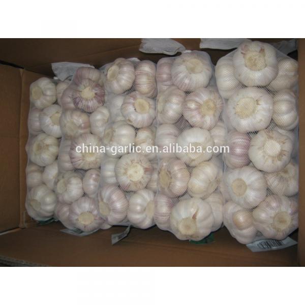 China cold storage fresh Garlic small packing good quality low price #5 image