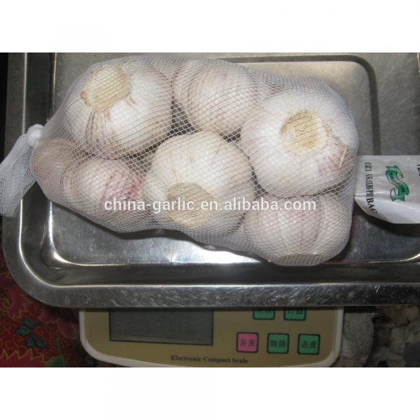 China cold storage fresh Garlic small packing good quality low price #6 image