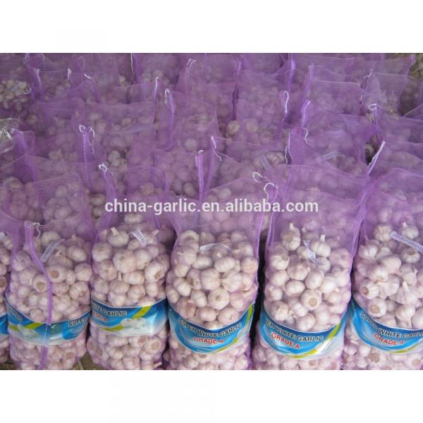 2017 new crop cold storage china fresh garlic #6 image