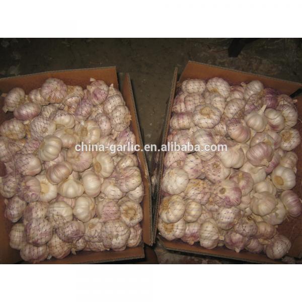 China Garlic Type and Fresh Style #6 image