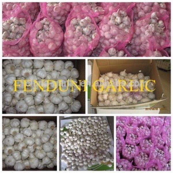 Supply China Garlic New Season 2017 Crop - cheap price #6 image