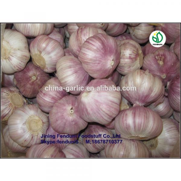 2017 wholesale garlic wholesale garlic buyers wholesale garlic price #6 image