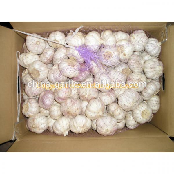 2017 Chinese fresh elephant garlic price for garlic importer #6 image
