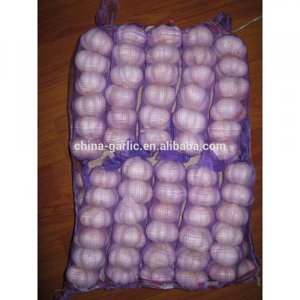 Size 45mm 50mm 55mm 60mm fresh garlic factory directly supply #6 image