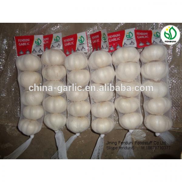 chinese supplier 50mm+ Fresh Garlic to global market #6 image