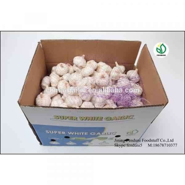 2017 fresh garlic factory 50mm for sale #6 image