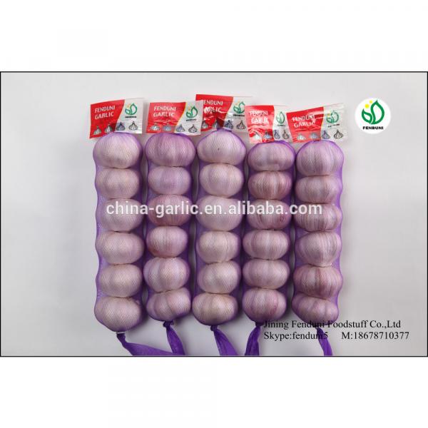 Pure White Garlic From China With 2p;3p;4p;5p;7p 9kg/carton 10kg/carton 20kg/carton #6 image