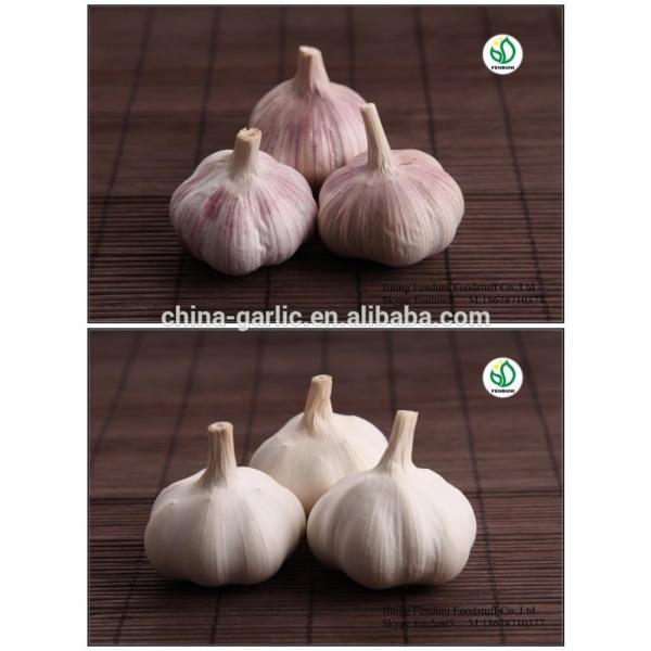 Factory supply high quality fresh Garlic for sale #6 image