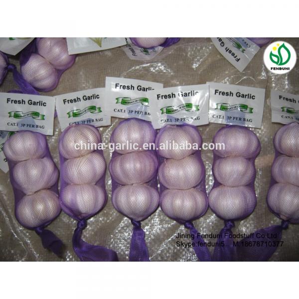 China garlic price/Natual Jinxiang garlic/ Garlic exporters china #2 image