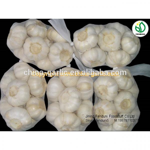China garlic price/Natual Jinxiang garlic/ Garlic exporters china #3 image